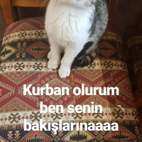 Tekir Kedi, Kedi  Öpücük fotoğrafı