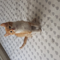 Tekir Kedi, Kedi  Mia fotoğrafı
