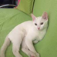 Ankara Kedisi, Kedi  Mia fotoğrafı