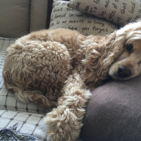 Amerikan Cocker Spaniel, Köpek  Rex fotoğrafı