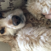 Amerikan Cocker Spaniel, Köpek  Rex fotoğrafı