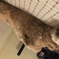 Amerikan Cocker Spaniel, Köpek  Rex fotoğrafı