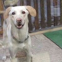 Labrador Retriever, Köpek  Sarı fotoğrafı