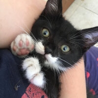 Tuxedo (Smokin) Kedi, Kedi  Ponçik fotoğrafı