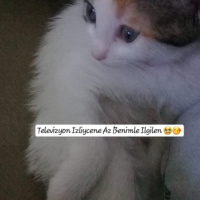 Tekir Kedi, Kedi  Latte fotoğrafı