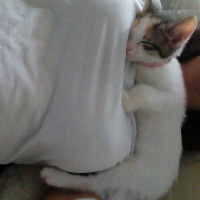 Tekir Kedi, Kedi  Latte fotoğrafı