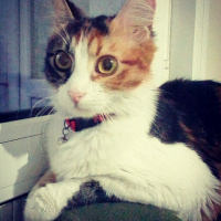 Tekir Kedi, Kedi  Zilli fotoğrafı