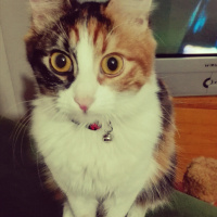 Tekir Kedi, Kedi  Zilli fotoğrafı