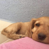 Amerikan Cocker Spaniel, Köpek  Bulut fotoğrafı