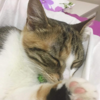 Soke, Kedi  Kırçıl fotoğrafı