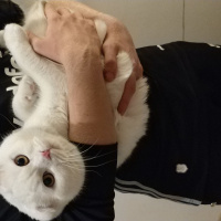 Scottish Fold, Kedi  RAKI fotoğrafı