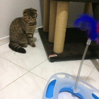 Scottish Fold, Kedi  Amara fotoğrafı