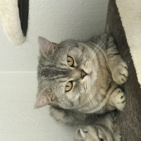 Scottish Fold, Kedi  Amara fotoğrafı