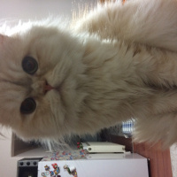 İran Kedisi (Persian), Kedi  BOB fotoğrafı