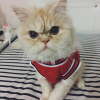 İran Kedisi (Persian), Kedi  BOB fotoğrafı