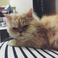 İran Kedisi (Persian), Kedi  BOB fotoğrafı
