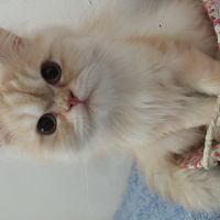 İran Kedisi (Persian), Kedi  BOB fotoğrafı