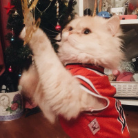 İran Kedisi (Persian), Kedi  BOB fotoğrafı