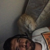 İran Kedisi (Persian), Kedi  BOB fotoğrafı