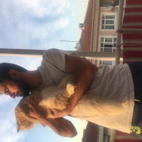 İran Kedisi (Persian), Kedi  BOB fotoğrafı