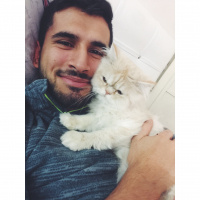 İran Kedisi (Persian), Kedi  BOB fotoğrafı