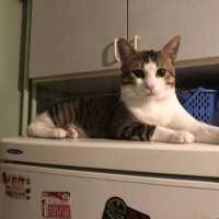 Tekir Kedi, Kedi  Azman fotoğrafı