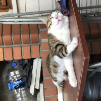 Tekir Kedi, Kedi  Azman fotoğrafı