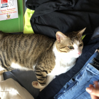 Tekir Kedi, Kedi  Azman fotoğrafı