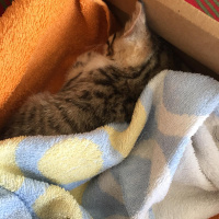 Tekir Kedi, Kedi  Piti fotoğrafı