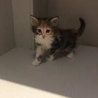 Tekir Kedi, Kedi  Miyav fotoğrafı