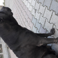 Cane Corso Italiano, Köpek  Duman fotoğrafı