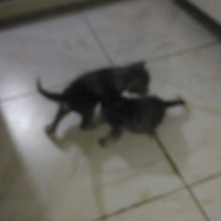 Tekir Kedi, Kedi  duman1 fotoğrafı
