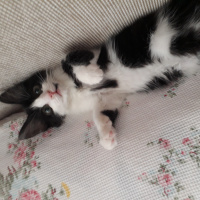 Tekir Kedi, Kedi  Kookie fotoğrafı
