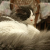Norwegian Forest, Kedi  Dünür fotoğrafı