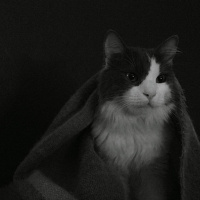 Norwegian Forest, Kedi  Dünür fotoğrafı