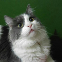 Norwegian Forest, Kedi  Dünür fotoğrafı