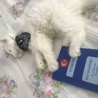 Chinchilla, Kedi  Mia fotoğrafı