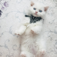 Chinchilla, Kedi  Mia fotoğrafı