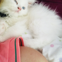 Chinchilla, Kedi  Mia fotoğrafı