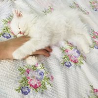 Chinchilla, Kedi  Mia fotoğrafı