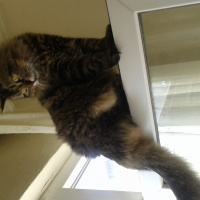 Norwegian Forest, Kedi  orman fotoğrafı
