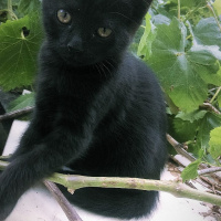 Tekir Kedi, Kedi  Kömür fotoğrafı
