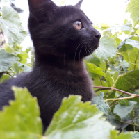 Tekir Kedi, Kedi  Kömür fotoğrafı