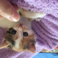 Tekir Kedi, Kedi  Nazlı fotoğrafı