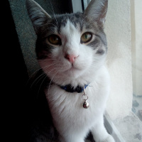 Tekir Kedi, Kedi  Herkül fotoğrafı