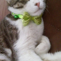 Tekir Kedi, Kedi  Herkül fotoğrafı
