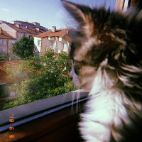 Tekir Kedi, Kedi  İvam fotoğrafı