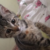 Tekir Kedi, Kedi  ÇAKIL fotoğrafı