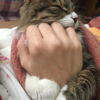 Norwegian Forest, Kedi  Mars fotoğrafı