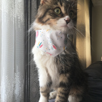 Norwegian Forest, Kedi  Mars fotoğrafı